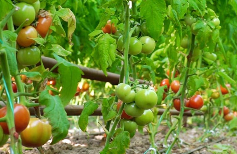 Түркістан облысында қаңтарда қызанақ пісті